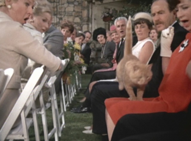 The Brady Bunch - The Honeymoon cat Fluffy runs over laps
