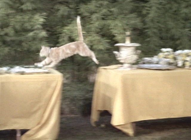 The Brady Bunch - The Honeymoon cat Fluffy runs across table