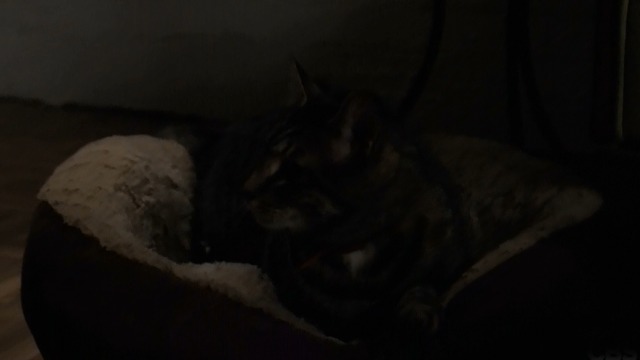 Brain Dead - Goring Oxes tabby cat still in cat bed