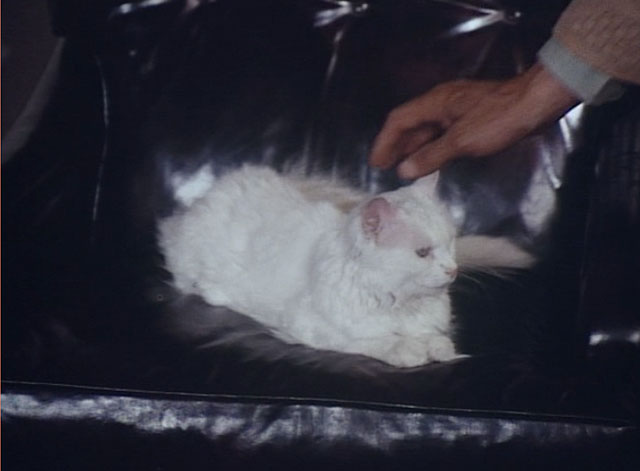 Bronk - The Gauntlet - white longhair cat Yankee on chair