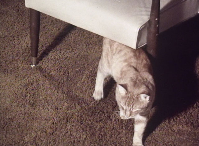 Bronk - Short Fuse - ginger tabby cat under chair