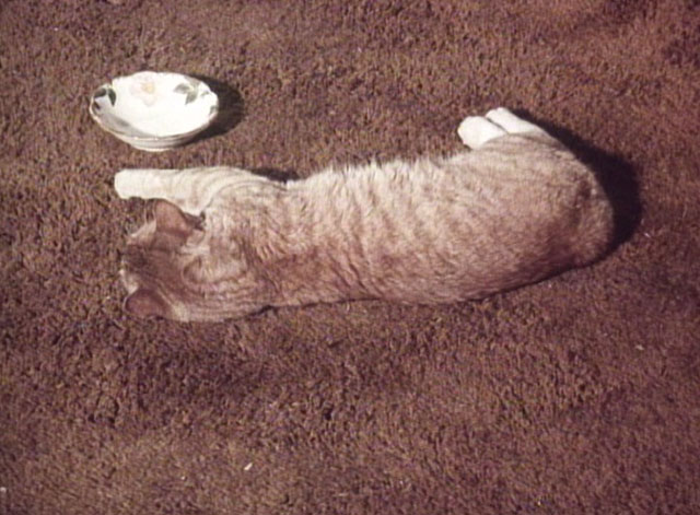 Bronk - Short Fuse - ginger tabby cat lying on floor next to empty saucer