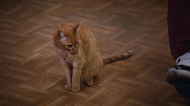 Brooklyn Nine-Nine - Terry Kitties - red tabby cat