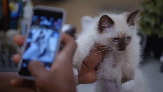 Brooklyn Nine-Nine - Terry Kitties - Terry Crews taking cel phone photo of Snowshoe Himalayan kitten