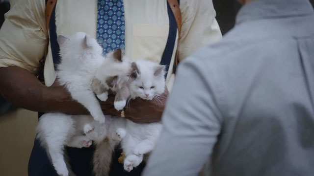 Brooklyn Nine-Nine - Terry Kitties - three Himalayan kittens being held