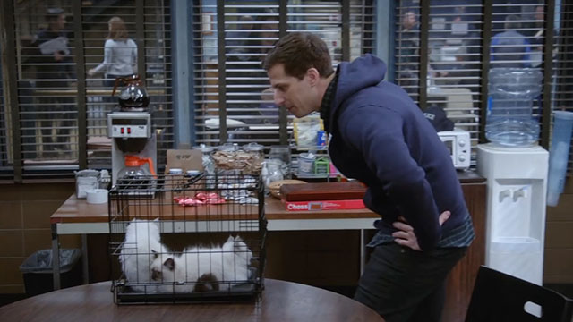 Brooklyn Nine-Nine - Terry Kitties - Peralta Andy Samberg leaning over three Himalayan kittens in cage on desk