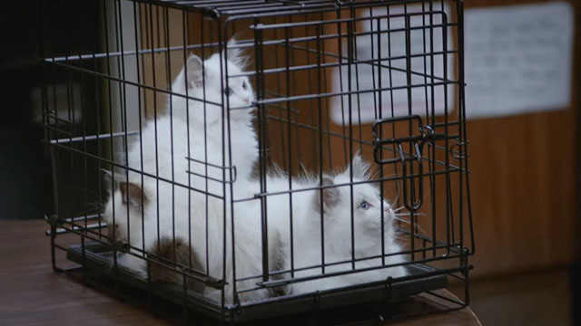 Brooklyn Nine-Nine - Terry Kitties - three Himalayan kittens in cage on desk