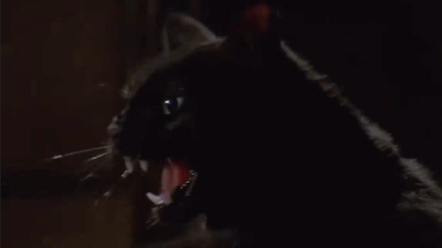 Buffy the Vampire Slayer - Bewitched, Bothered and Bewildered - black cat snarling