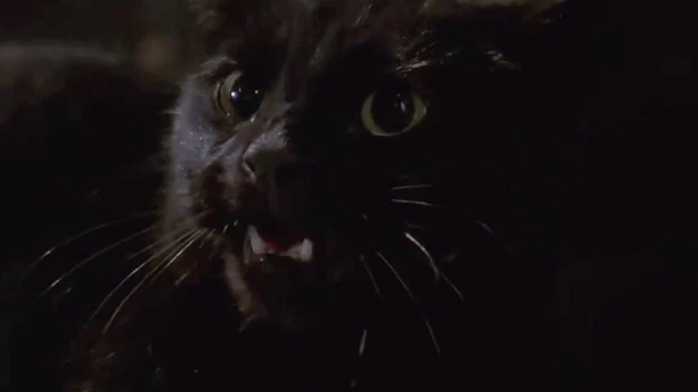 Buffy the Vampire Slayer - Bewitched, Bothered and Bewildered - close up of black cat