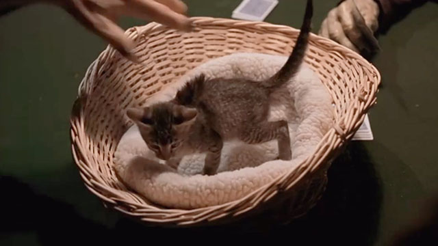 Buffy the Vampire Slayer - Life Serial - tabby kitten being placed in basket as poker ante