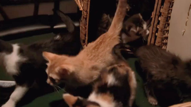 Buffy the Vampire Slayer - Life Serial - tabby kittens being dumped out of basket