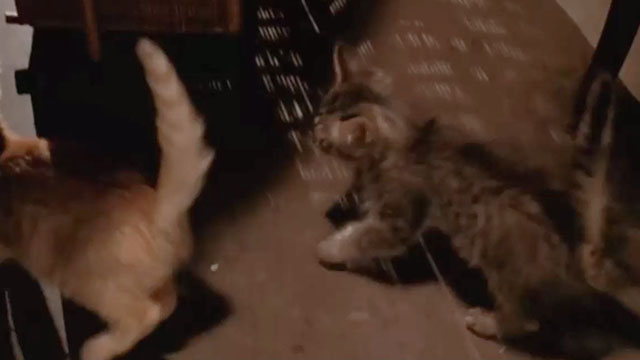Buffy the Vampire Slayer - Life Serial - tabby kittens running away
