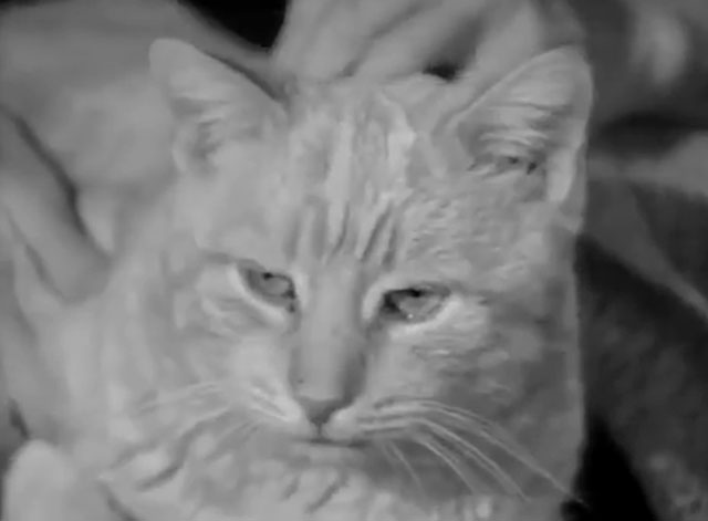 Burke's Law - Who Killed Holly Howard? - close up of ginger tabby cat Mr. DeMille Orangey