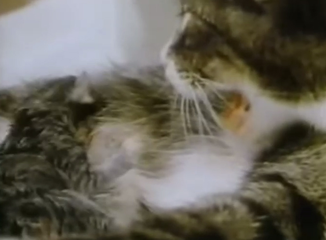 Captain Kangaroo - Dolly Parton visits - mama cat with kittens