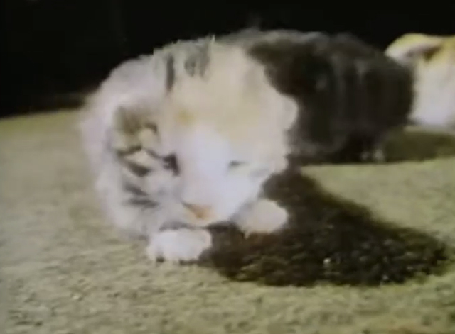 Captain Kangaroo - Dolly Parton visits - newborn kittens