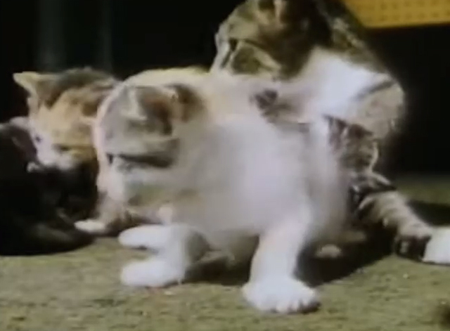 Captain Kangaroo - Dolly Parton visits - mama cat with kittens