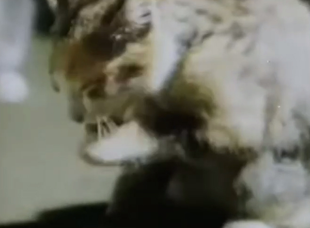 Captain Kangaroo - Dolly Parton visits - kitten licking paw