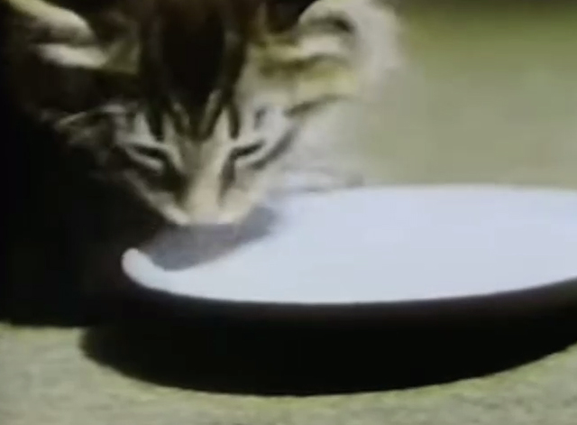 Captain Kangaroo - Dolly Parton visits - tabby kitten drinking milk from bowl