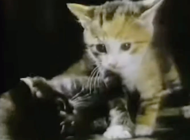 Captain Kangaroo - Dolly Parton visits - kittens playing