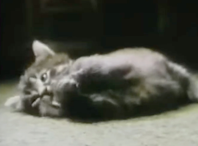 Captain Kangaroo - Dolly Parton visits - kitten lying down