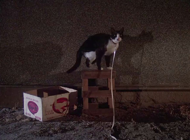 Charlie's Angels - Angels in Vegas - tuxedo cat on crate