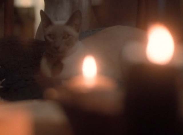 Charmed - Dream Sorcerer - shot of Siamese cat Kit and candles