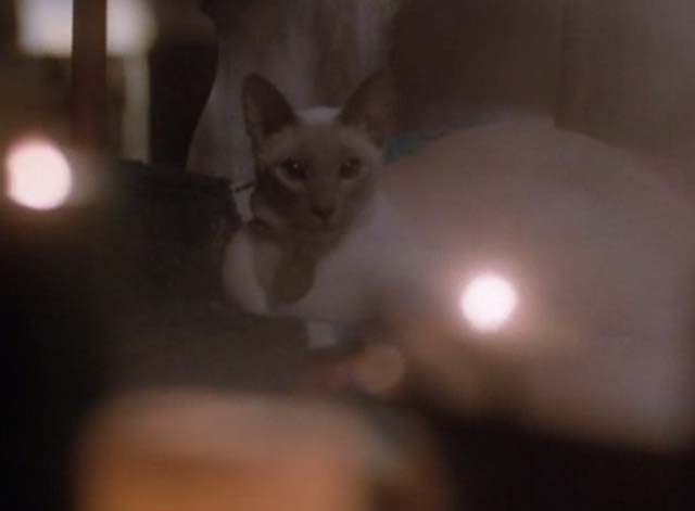Charmed - Dream Sorcerer - another shot of Siamese cat Kit and candles