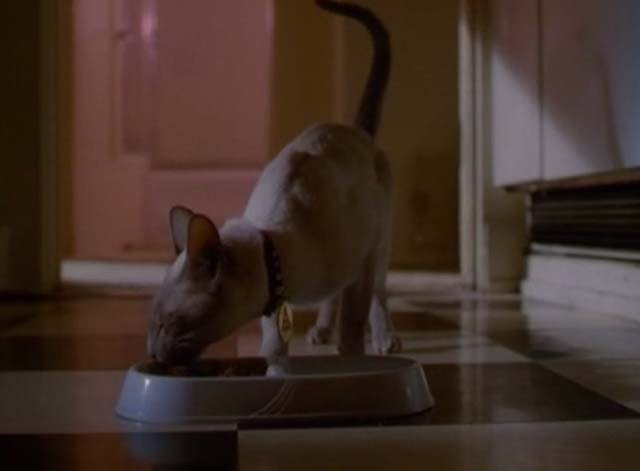 Charmed - Something Wicca This Way Comes - Siamese cat Kit eating from bowl