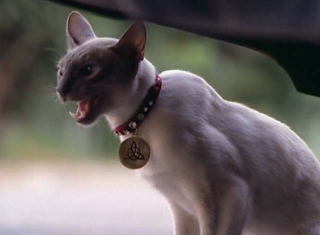 Charmed - Something Wicca This Way Comes - Siamese cat Kit meowing under car