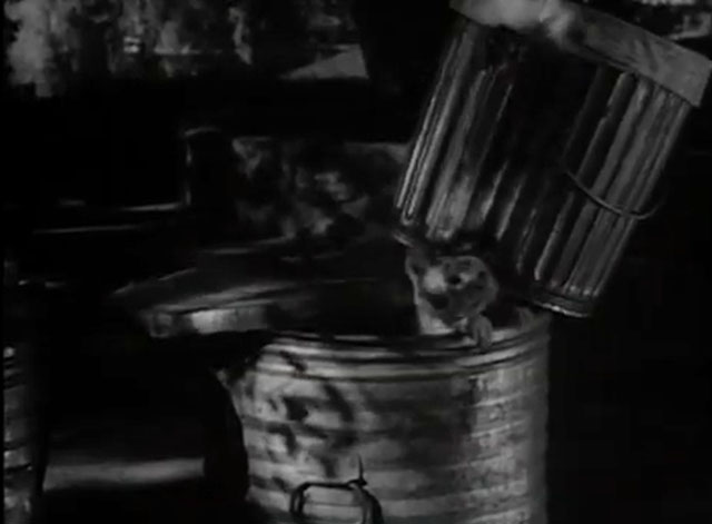 Checkmate - Death Runs Wild - tabby cat inside trash can