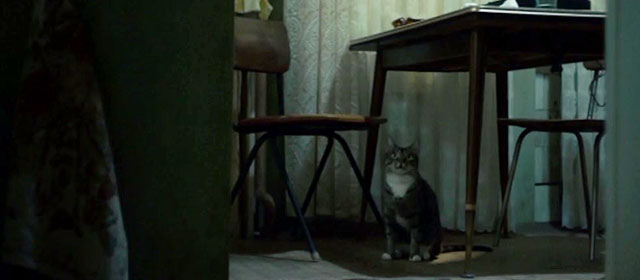 Chernobyl - 1:23:45 - tabby and white cat sitting patiently