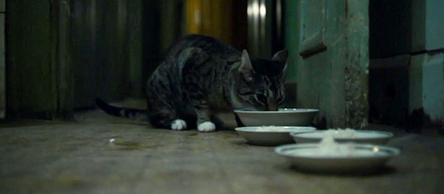 Chernobyl - 1:23:45 - tabby and white cat eating from dishes on floor