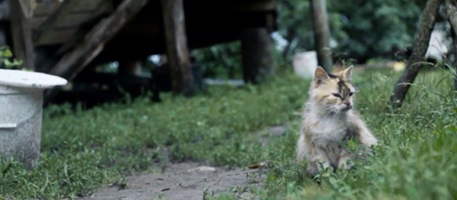 Chernobyl - cream and white tabby cat lying in grass