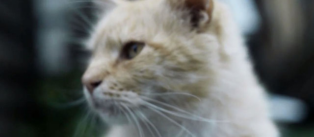 Chernobyl - close up of cream and white tabby cat