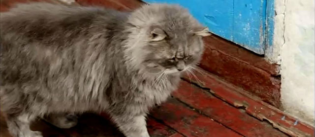 Chernobyl - longhair gray cat