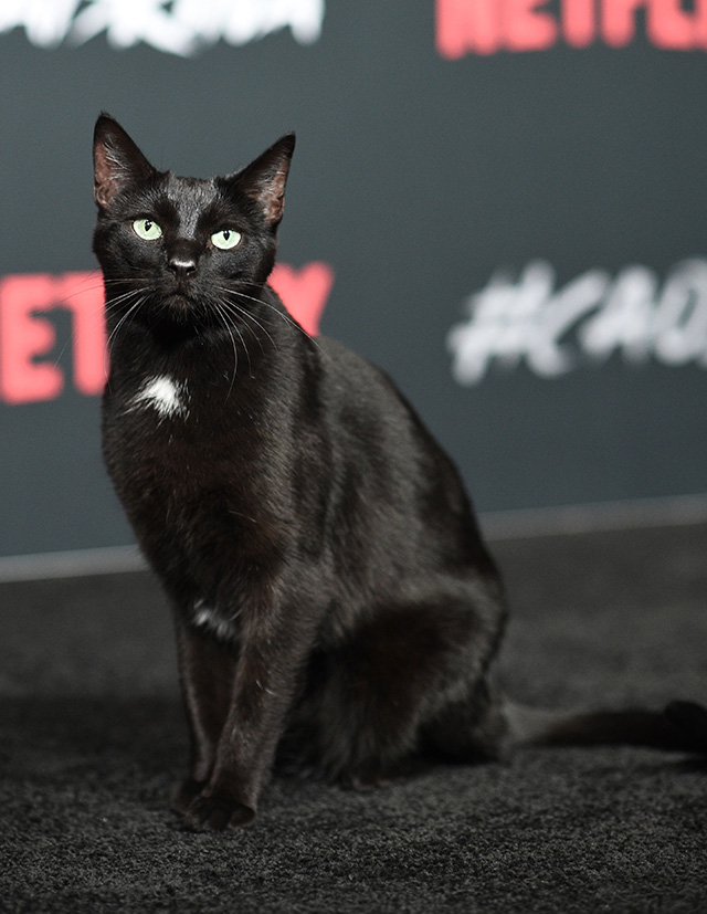 The Chilling Adventures of Sabrina - black cat Salem walks red carpet for series premiere