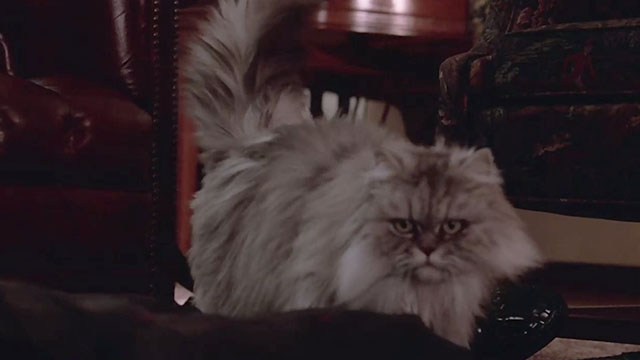Columbo - A Trace of Murder - silver Persian tabby cat near dead body