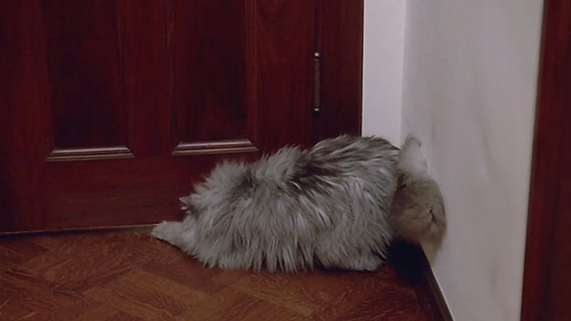 Columbo - A Trace of Murder - silver Persian tabby cat pawing at closed door