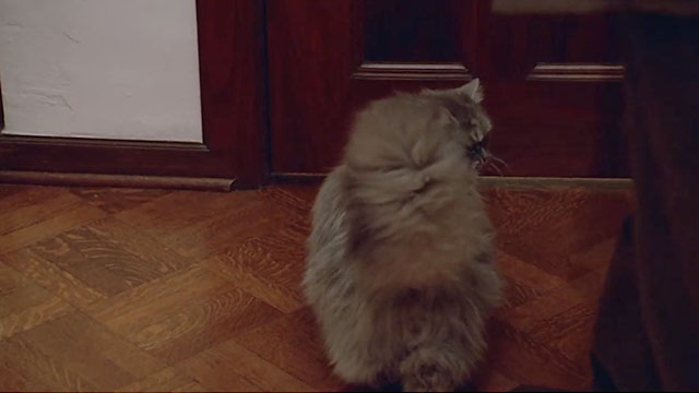 Columbo - A Trace of Murder - silver Persian tabby cat standing by closed door