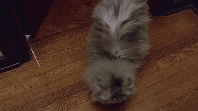 Columbo - A Trace of Murder - silver Persian tabby cat sniffing at something on floor
