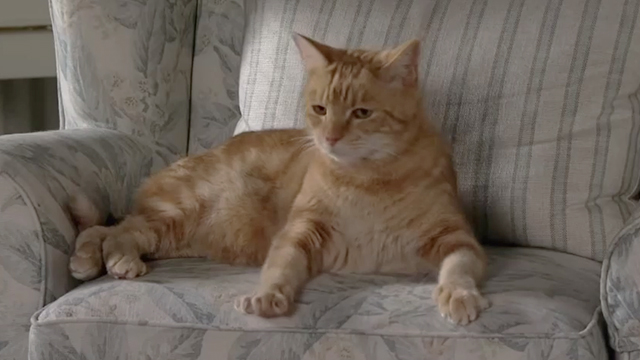 Coronation Street - ginger tabby cat Arthur sitting on chair