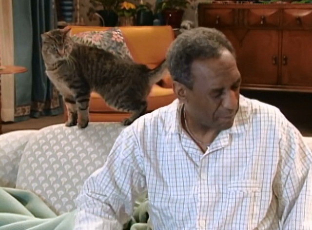 Cosby - That Darn Cat Sherman tabby on back of couch making Hilton's Bill Cosby eyes water