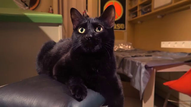 Cosmic Cat - black cat Penny on chair