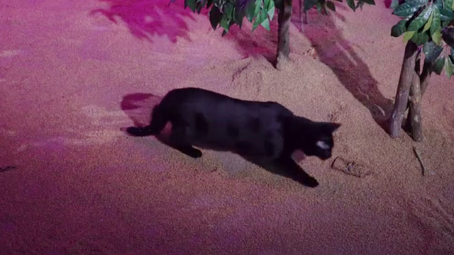 Cosmic Cat - black cat Penny discovering amulet