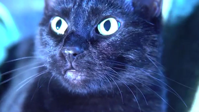 Cosmic Cat - black cat Penny extreme close up