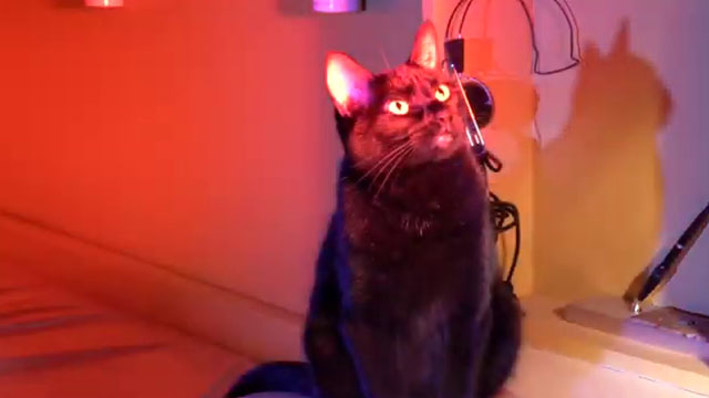 Cosmic Cat - black cat Penny