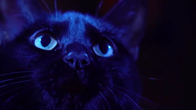 Cosmic Cat - black cat Penny close up