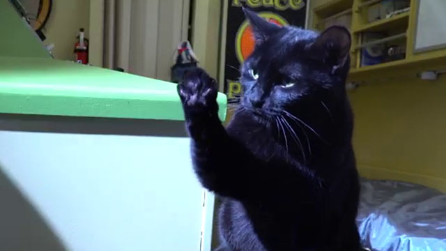 Cosmic Cat - black cat Penny raising paw