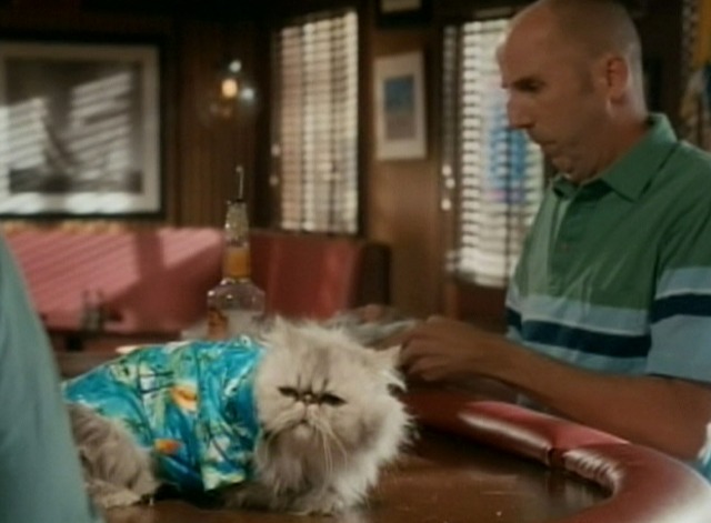 Cougar Town - Time to Move On Snowball cat sitting on bar wearing aloha shirt