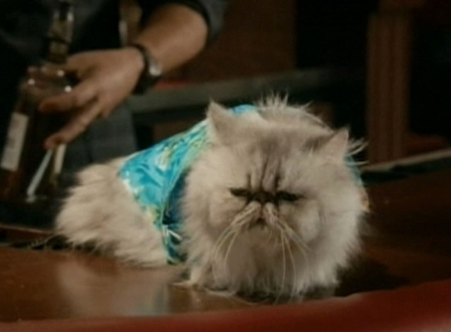 Cougar Town - Time to Move On close up of Snowball cat in aloha shirt on bar